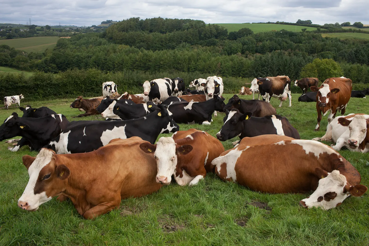 Organic Meat Background